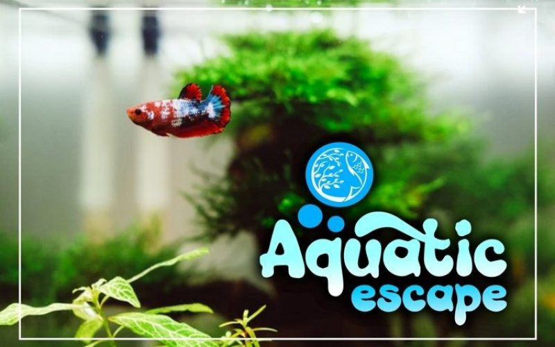 Aquaboy Font