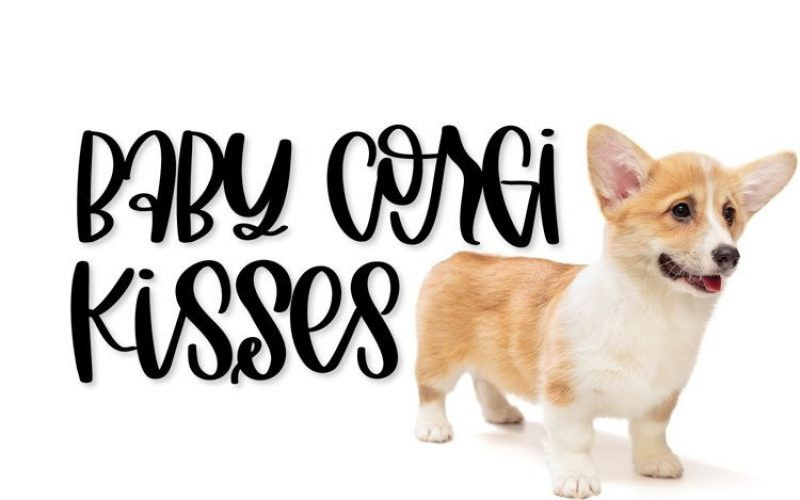 Fancycorgi Font