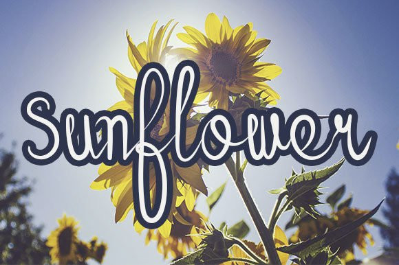 Sunflower Script Font