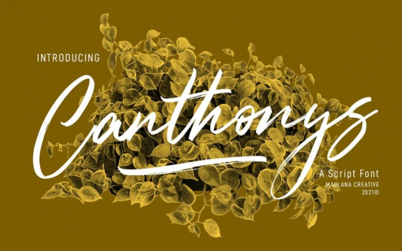 Canthonys Brush Font